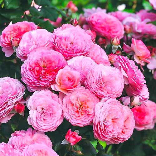 Vrtnica floribunda Theo Clevers slika 1 članek 5007