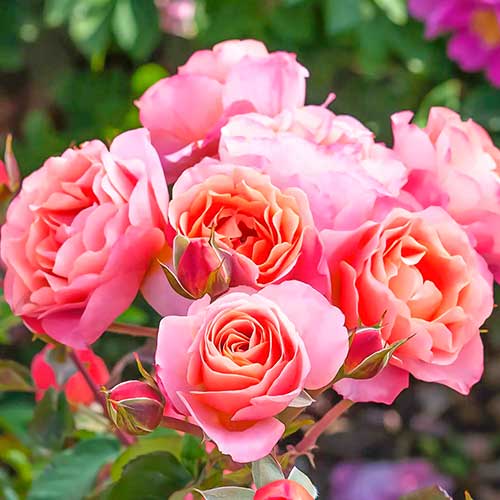 Vrtnica floribunda Trendy Fashion slika 1 članek 4982