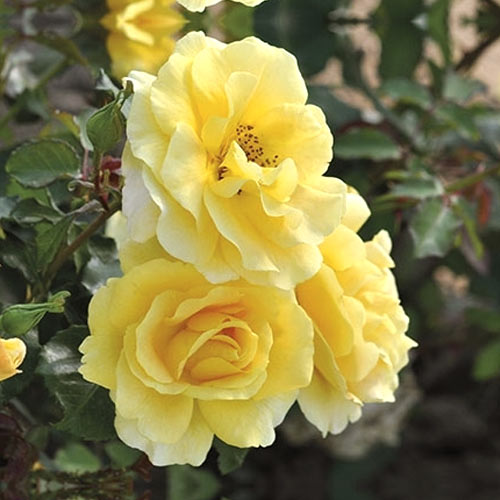 Vrtnica floribunda Urban ™ Fashion ®, С3 slika 1 članek 5008