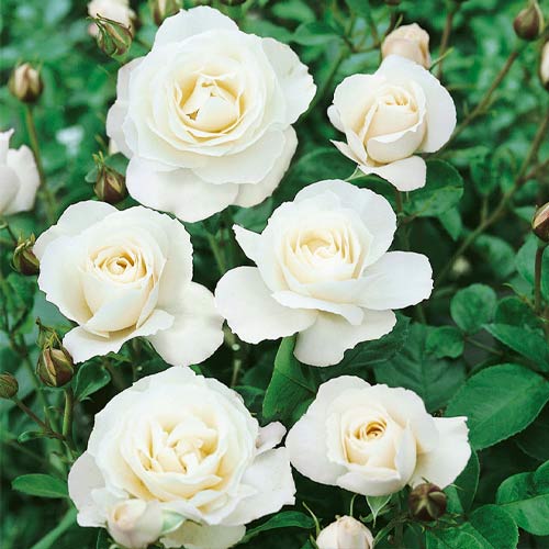 Vrtnica floribunda White, root ball slika 1 članek 3613