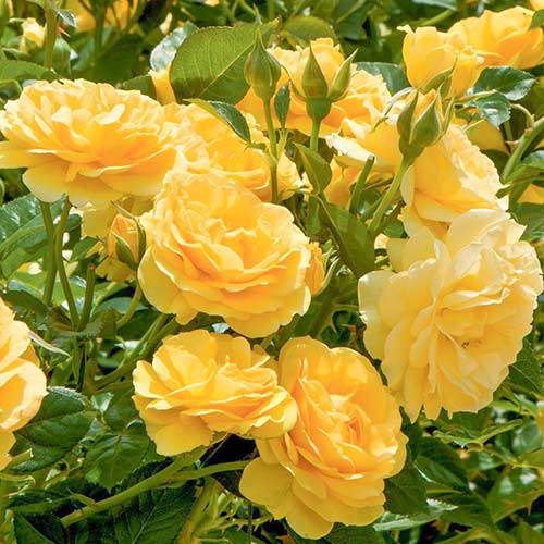 Vrtnica floribunda Yellow slika 1 članek 3615