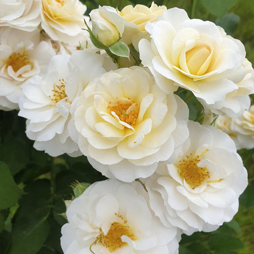 Vrtnica floribunda Zorza® slika 2 članek 6190