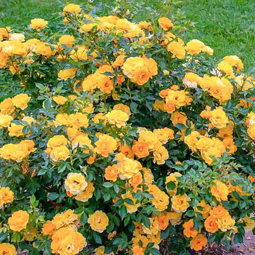 Vrtnica Lucciola slika 1 članek 5554