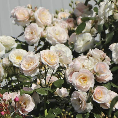 Vrtnica mini Lady Meillandina slika 1 članek 6260