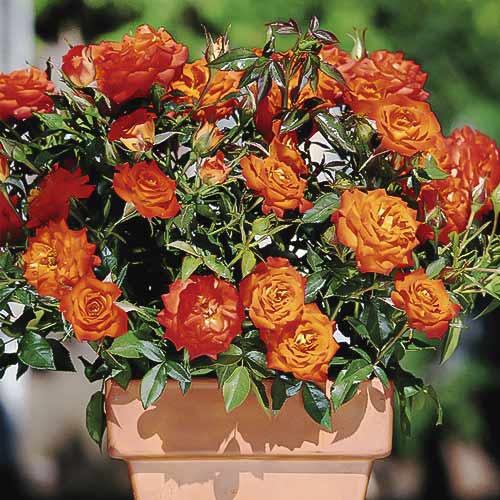 Vrtnica mini Orange Jewel slika 1 članek 6261