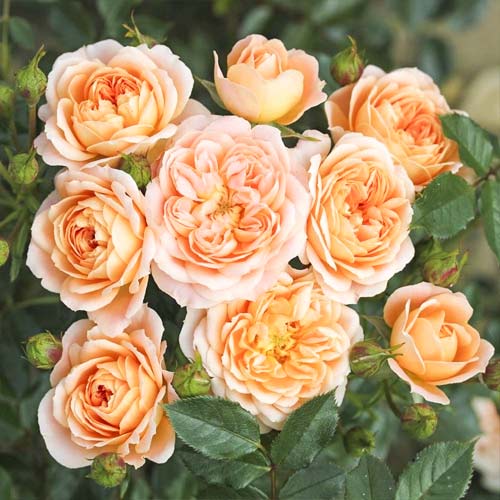 Vrtnica mini Sweet Dream slika 1 članek 6262