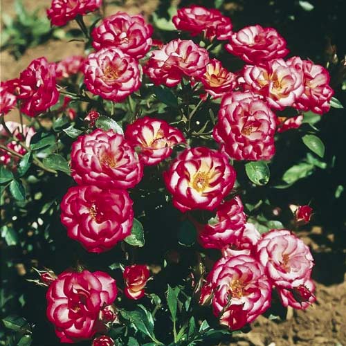 Vrtnica mini Sweet Symphony slika 1 članek 6263