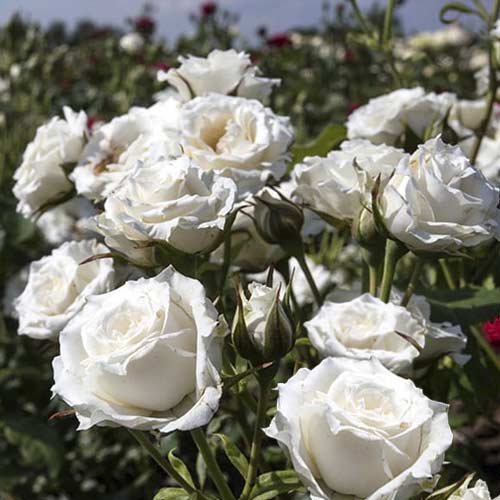 Vrtnica mini Sсhnee Princess slika 1 članek 6264