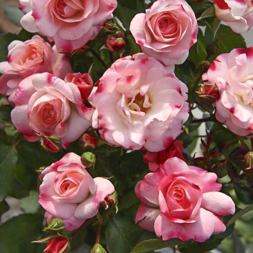 Vrtnica mini Triple Treat slika 1 članek 6265