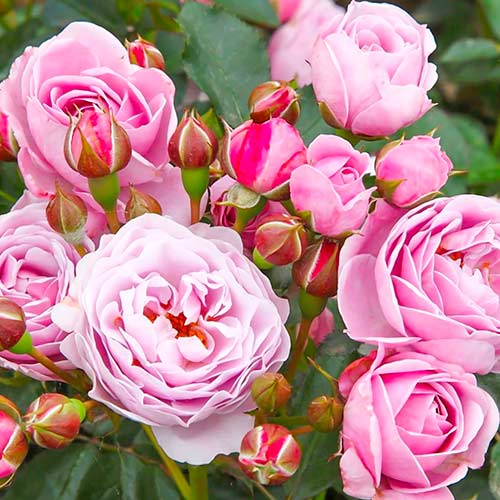 Vrtnica Nautica slika 1 članek 5705