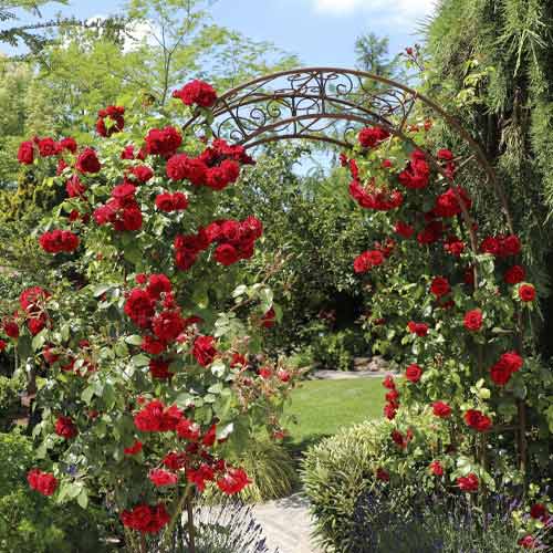 Vrtnica plezalka Amadeus®, C5 slika 1 članek 5490