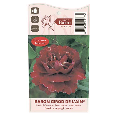 Vrtnica plezalka Baron Girod De L'ain, C5 slika 3 članek 6141