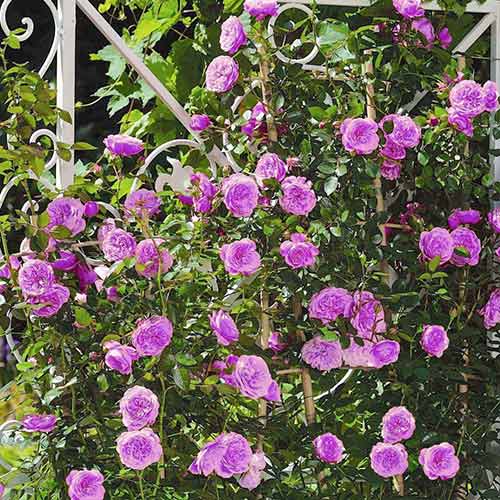 Vrtnica plezalka Blue & Violet slika 1 članek 2158