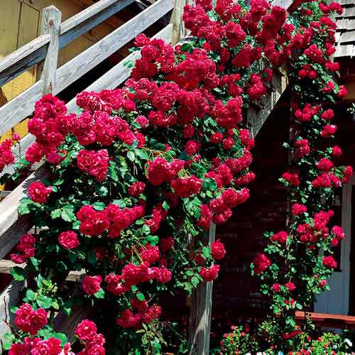 Vrtnica plezalka Bordo slika 1 članek 5893