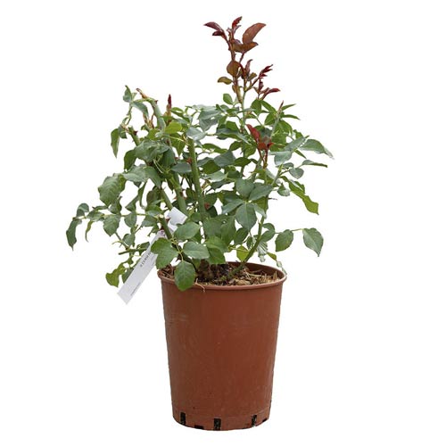 English Rose Boscobel®, C5 slika 2 članek 5498