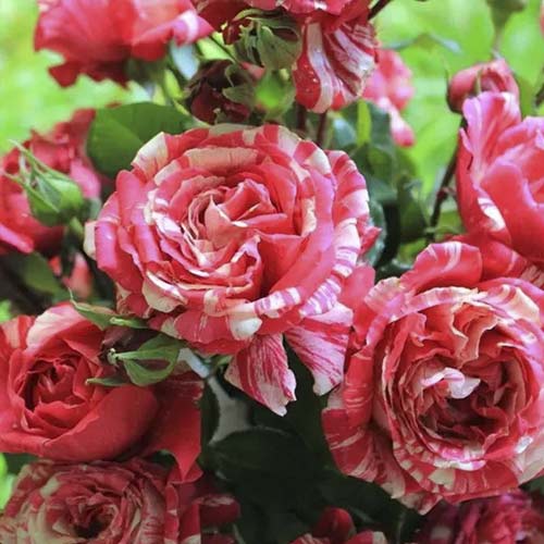 Vrtnica plezalka Chocolate Ripples slika 1 članek 6248