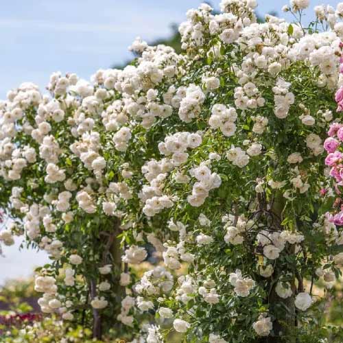 Vrtnica plezalka Climbing Iceberg, root ball slika 1 članek 2148