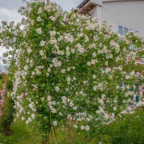 Vrtnica plezalka Climbing Iceberg® slika 1 članek 5491