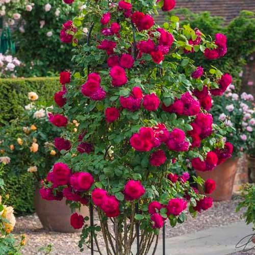 Vrtnica plezalka Dark Pink slika 1 članek 5895