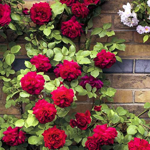 Vrtnica plezalka Don Juan slika 1 članek 6249