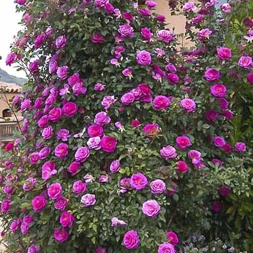 Vrtnica plezalka Gloriana slika 1 članek 6250