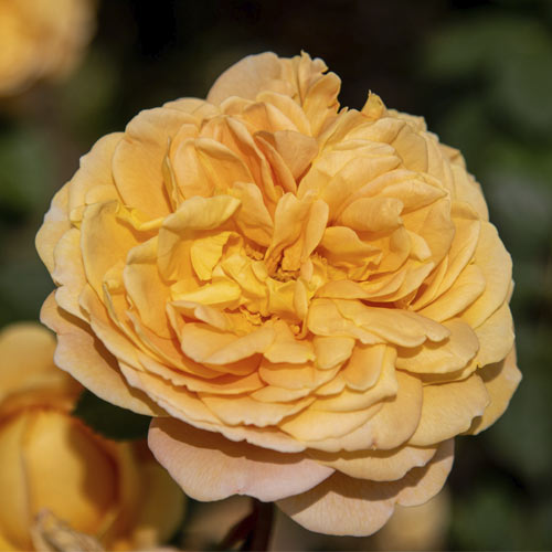 English Rose Golden Celebration®, C5 slika 1 članek 5503