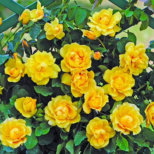 Vrtnica plezalka Golden Gate slika 1 članek 5494