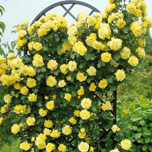 Vrtnica plezalka Golden Showers, root ball slika 1 članek 2157