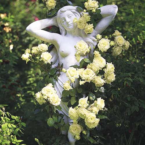 Vrtnica plezalka Green slika 1 članek 2162