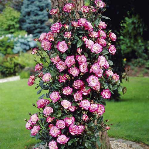 Vrtnica plezalka Händel ®, С3 slika 1 članek 6179