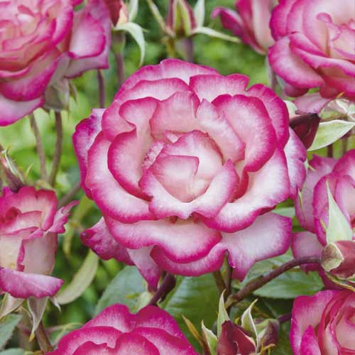 Vrtnica plezalka Händel ®, С3 slika 2 članek 6179