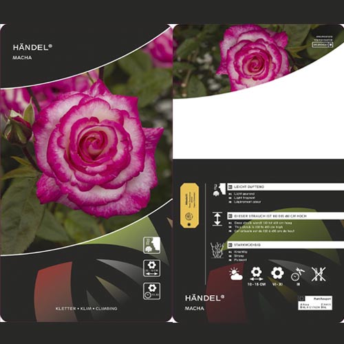 Vrtnica plezalka Händel ®, С3 slika 3 članek 6179