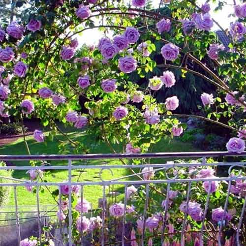 Vrtnica plezalka Indigoletta, root ball slika 1 članek 2164