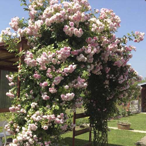 Vrtnica plezalka Jasmina ®, С5 slika 1 članek 6180