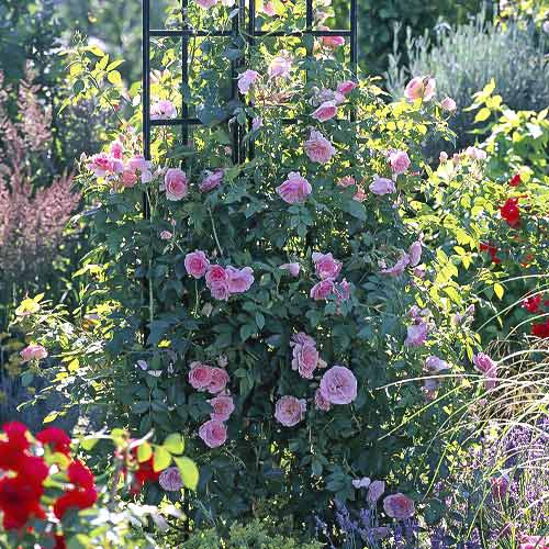 Vrtnica plezalka Kir Royal slika 1 članek 6251