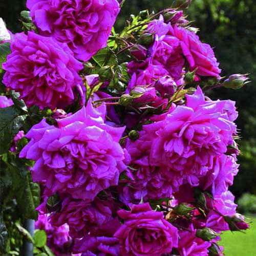 Vrtnica plezalka Laguna®, C5 slika 2 članek 5495