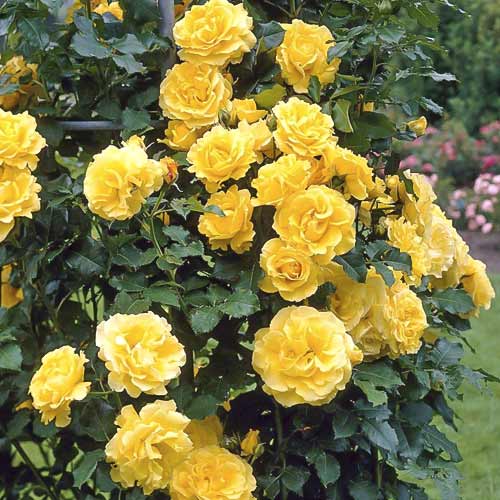 Vrtnica plezalka Lucia slika 1 članek 6252