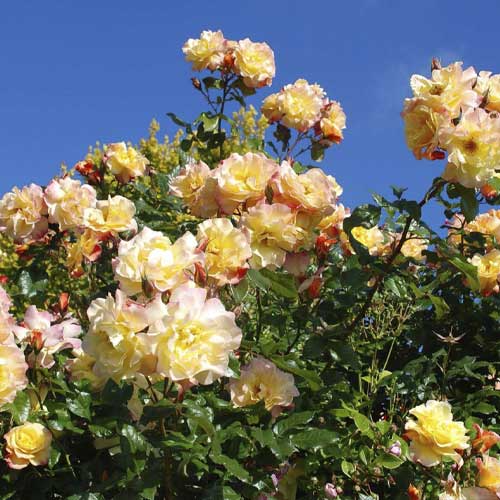 Vrtnica plezalka Moonlight ®, С5 slika 1 članek 6181