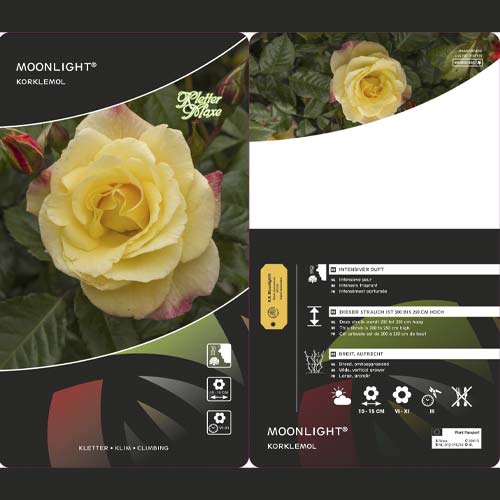 Vrtnica plezalka Moonlight ®, С5 slika 3 članek 6181