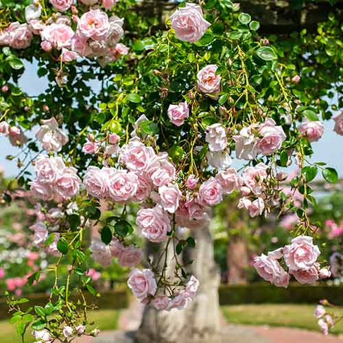 Vrtnica plezalka New Dawn slika 1 članek 2172