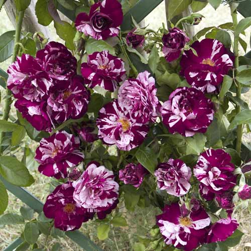 Vrtnica plezalka New Imagine®, C5 slika 1 članek 5496