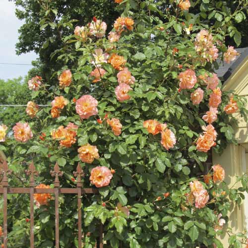 Vrtnica plezalka Orange Climbing slika 1 članek 6253