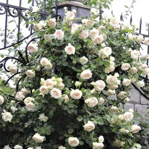 Vrtnica plezalka Palais Royal slika 1 članek 6254