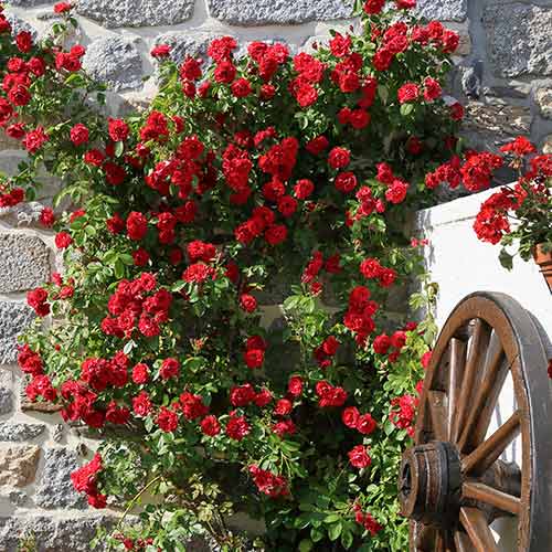 Vrtnica plezalka Paul's Scarlet, root ball slika 1 članek 2176