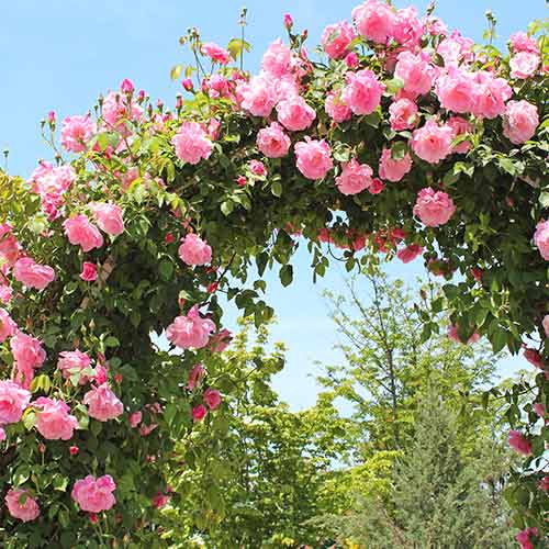 Vrtnica plezalka Pink, root ball slika 1 članek 2180