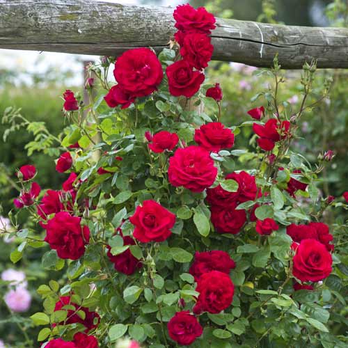 Vrtnica plezalka Red Rodin slika 1 članek 6255