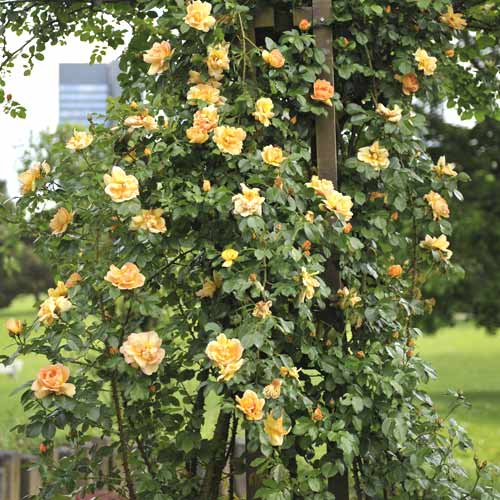 Vrtnica plezalka Redova ®, С5 slika 1 članek 6182