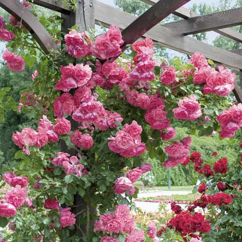 Vrtnica plezalka Rosarium Uetersen slika 1 članek 6256