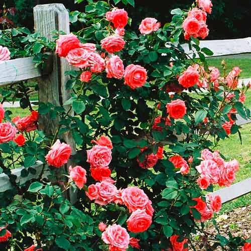 Vrtnica plezalka Salmon slika 1 članek 5891