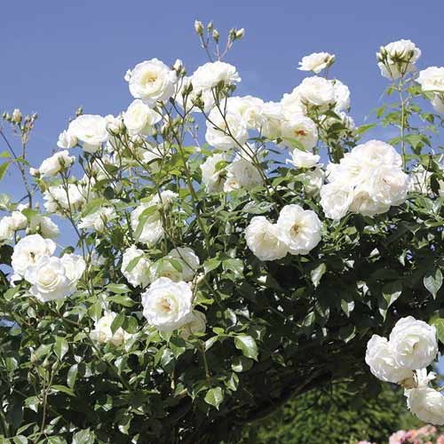 Vrtnica plezalka Schneewalzer slika 1 članek 6257